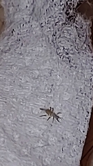 Arthropoda