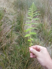 Oreopteris limbosperma