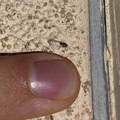 Acontiinae