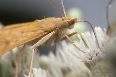 Pyraustini