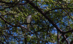 Tyrannus dominicensis