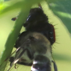 Phidippus apacheanus