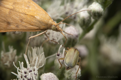 Pyraustini