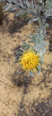 Leucospermum rodolentum