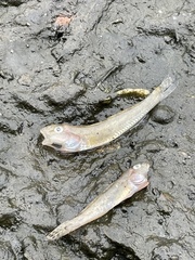 Acanthogobius flavimanus