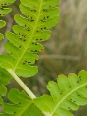 Oreopteris limbosperma