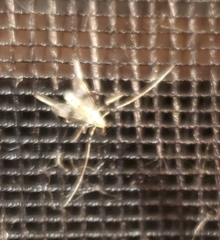 Psectrotanypus dyari