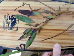 Potamogeton epihydrus