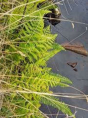 Oreopteris limbosperma