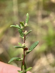Crocanthemum bicknellii