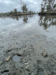 Acanthogobius flavimanus