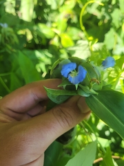Commelina virginica