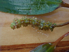 Potamogeton epihydrus