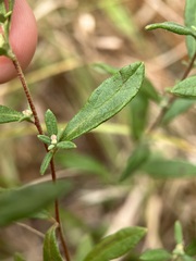 Crocanthemum bicknellii