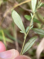 Crocanthemum bicknellii