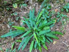 Struthiopteris spicant
