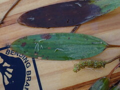 Potamogeton epihydrus