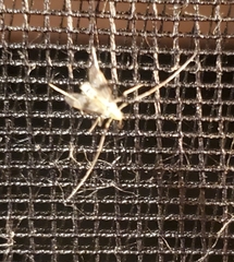 Psectrotanypus dyari