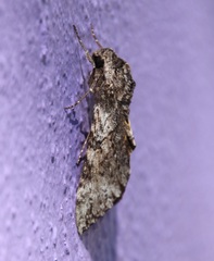 Isognathus rimosa