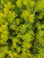 Taxus baccata