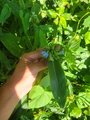 Commelina virginica