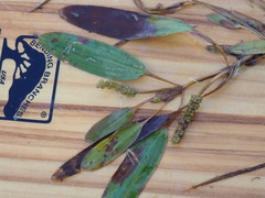 Potamogeton epihydrus