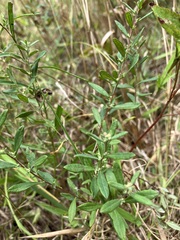 Crocanthemum bicknellii