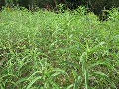 Helianthus grosseserratus