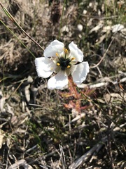 Drosera cistiflora