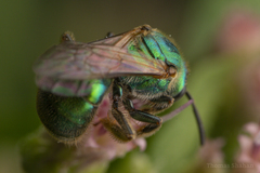 Halictidae