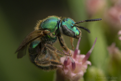 Halictidae
