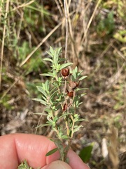 Crocanthemum bicknellii