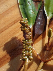Potamogeton epihydrus