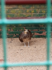 Syrmaticus reevesii