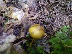 Entoloma luteum