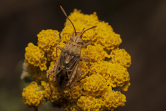 Stictopleurus abutilon