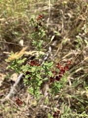 Crocanthemum bicknellii
