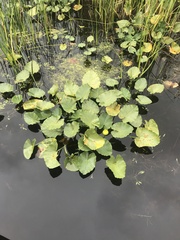 Nuphar polysepala