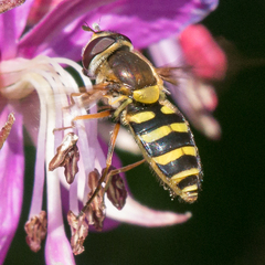 Syrphus