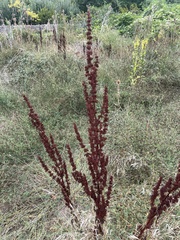 Rumex crispus