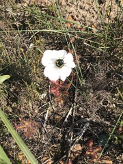 Drosera cistiflora