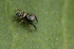 Paraphidippus aurantius