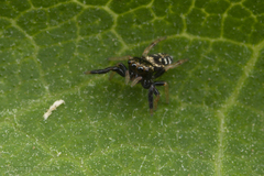 Paraphidippus aurantius