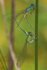 Ischnura pumilio