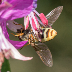 Syrphus