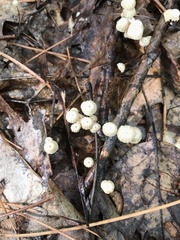 Marasmius capillaris