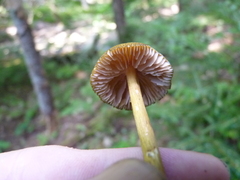 Entoloma luteum