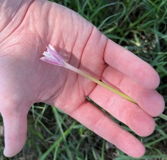 Zephyranthes chlorosolen