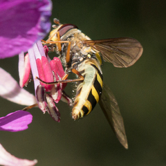Syrphus