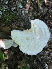 Trametes gibbosa
